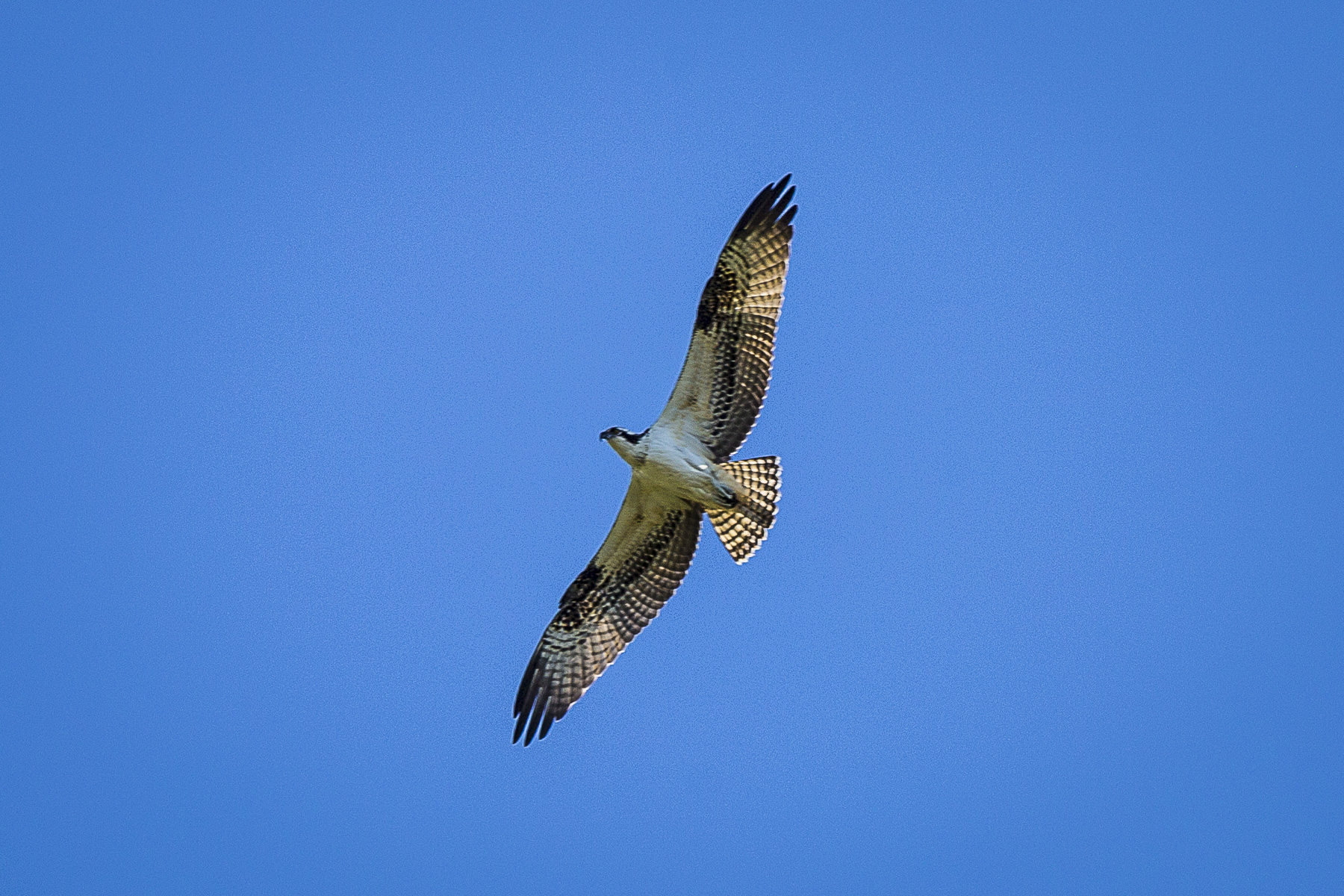 hawk belize
