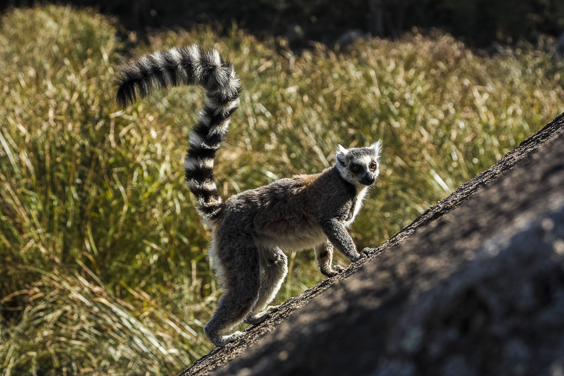 lemur ringed madagascar