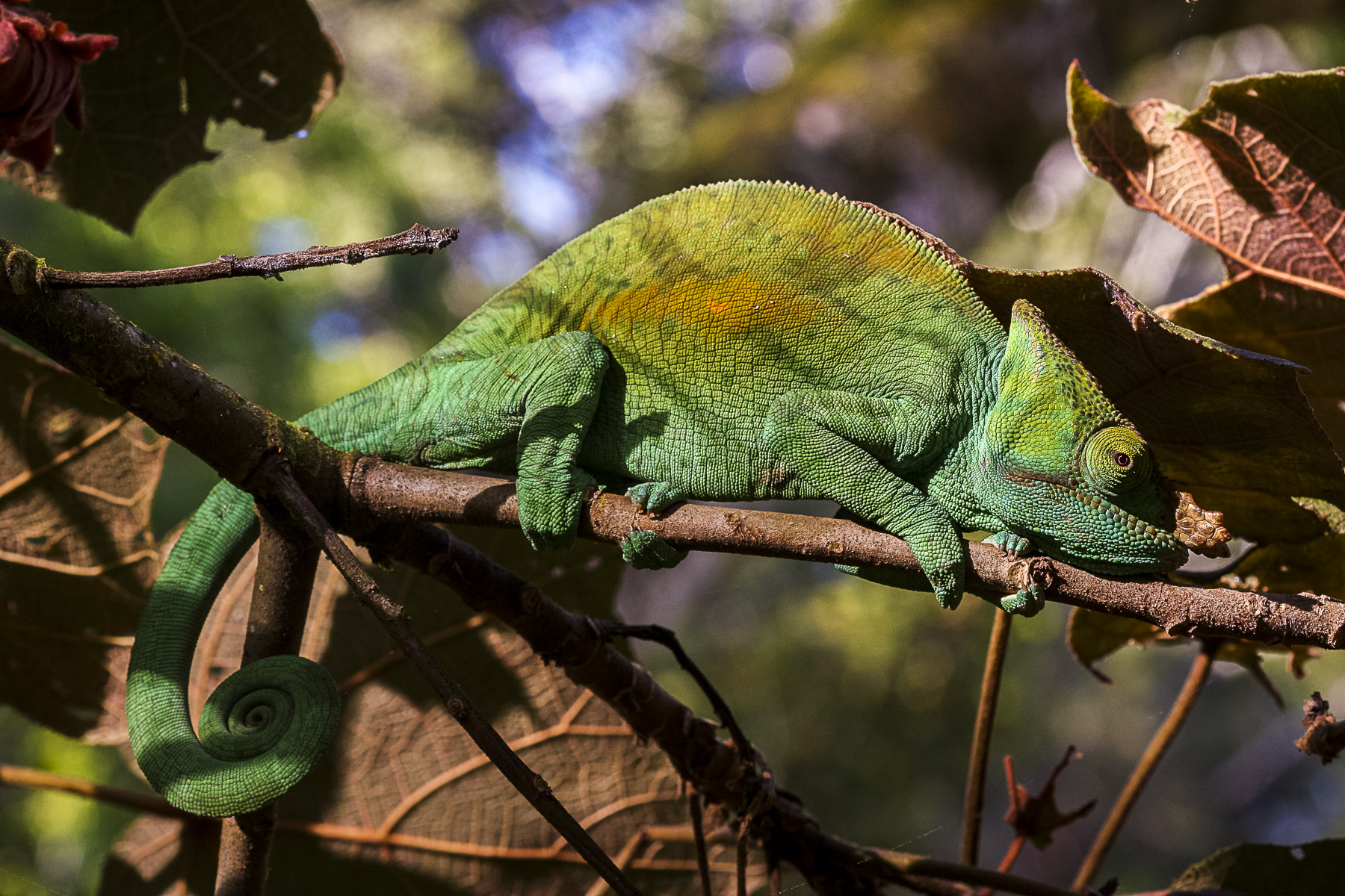 chameleon madagascar