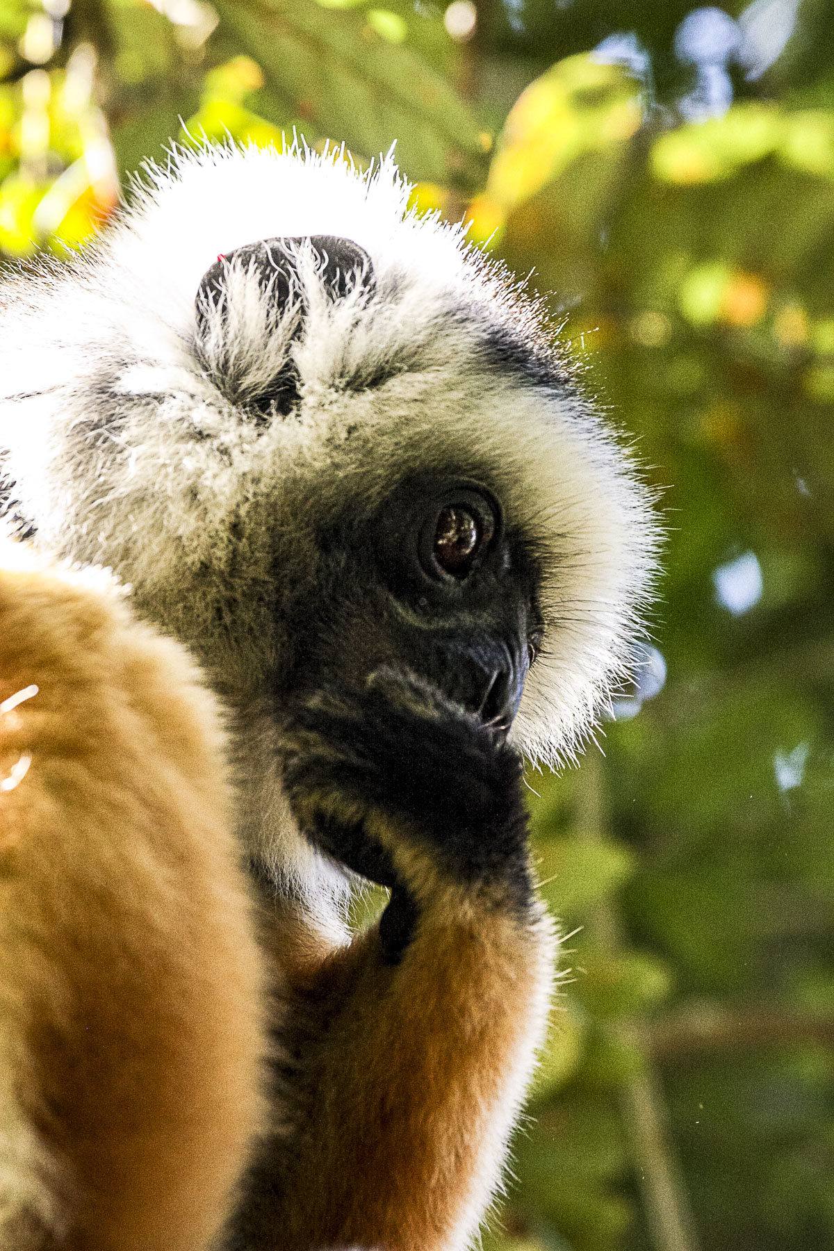 andasibe lemur thinking madagascar