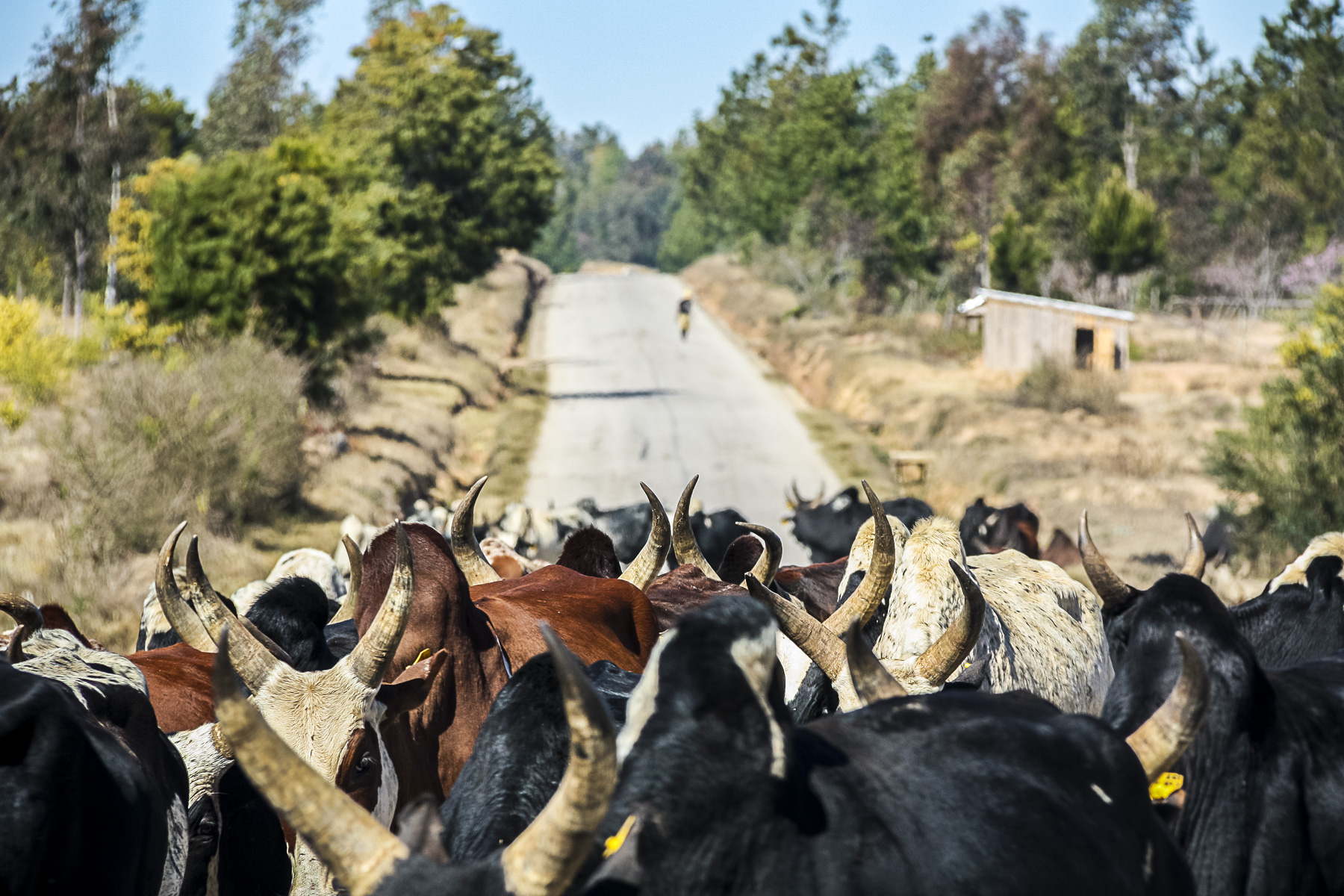 zebu cattle Madagascar