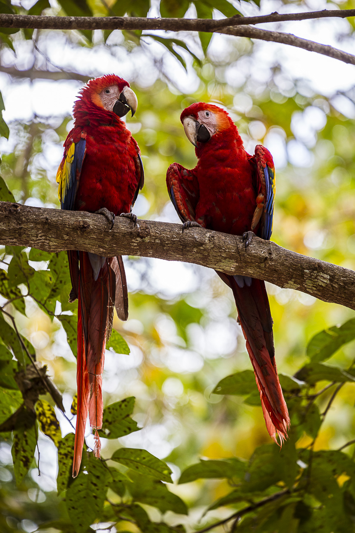 ara ara parrots on a branch in copan ruins, Honduras