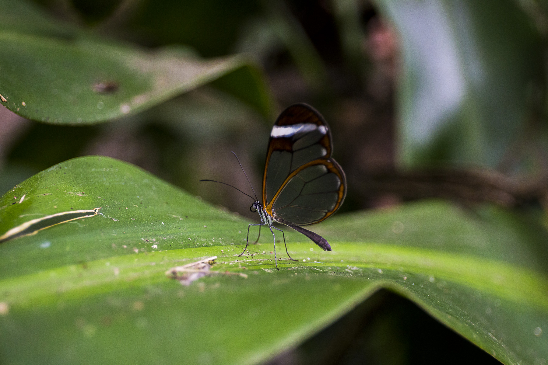 butterfly honduras