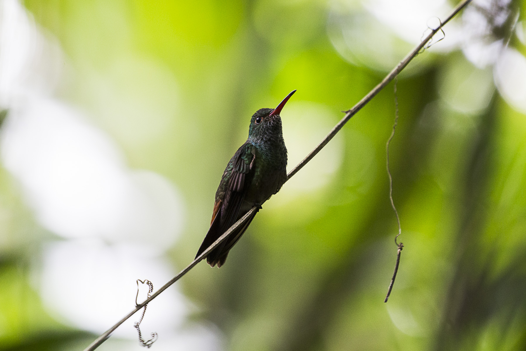 hummingbird Honduras lake yojoa