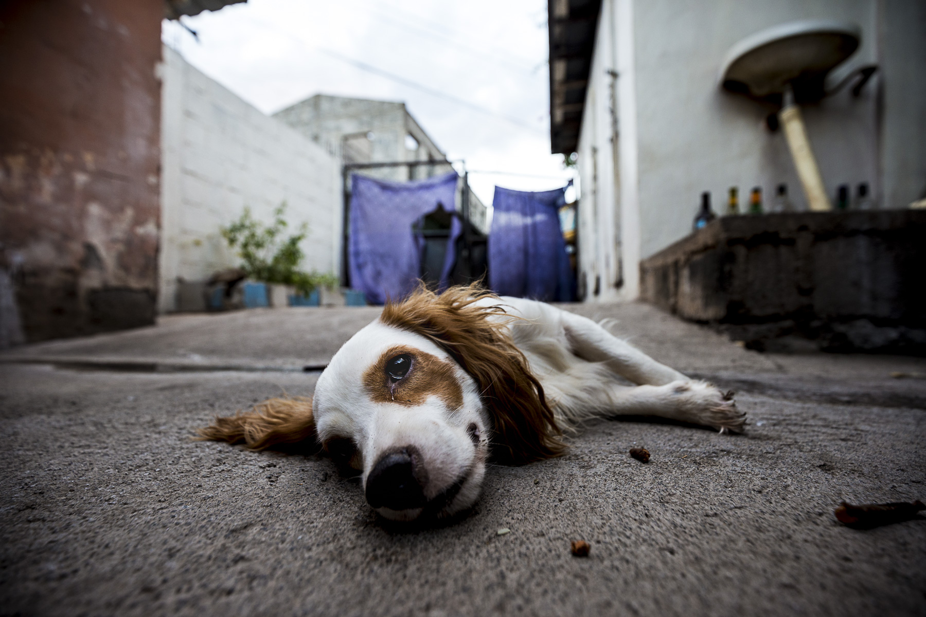 dog laying down in Honduras