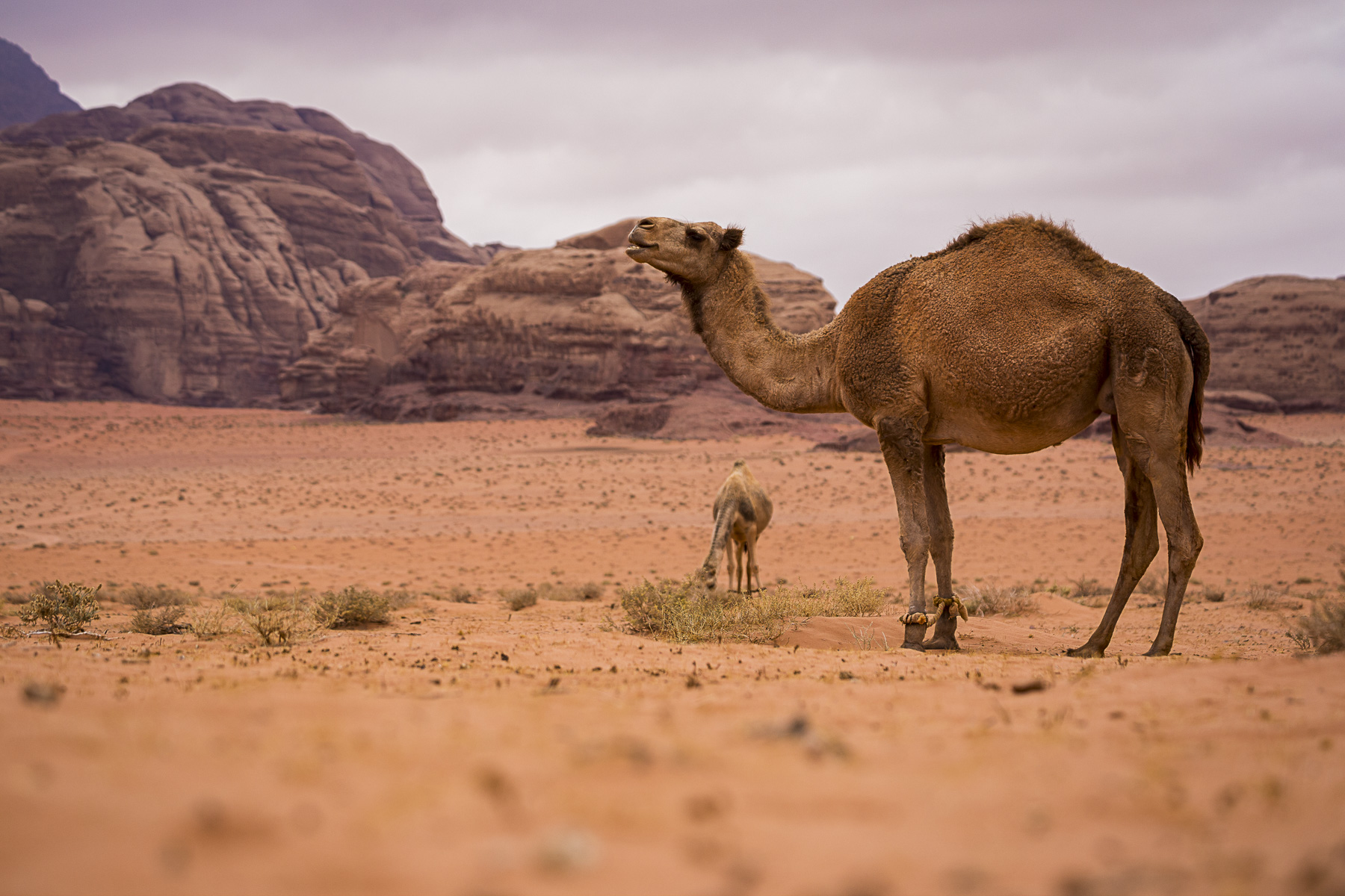wadi rum desert