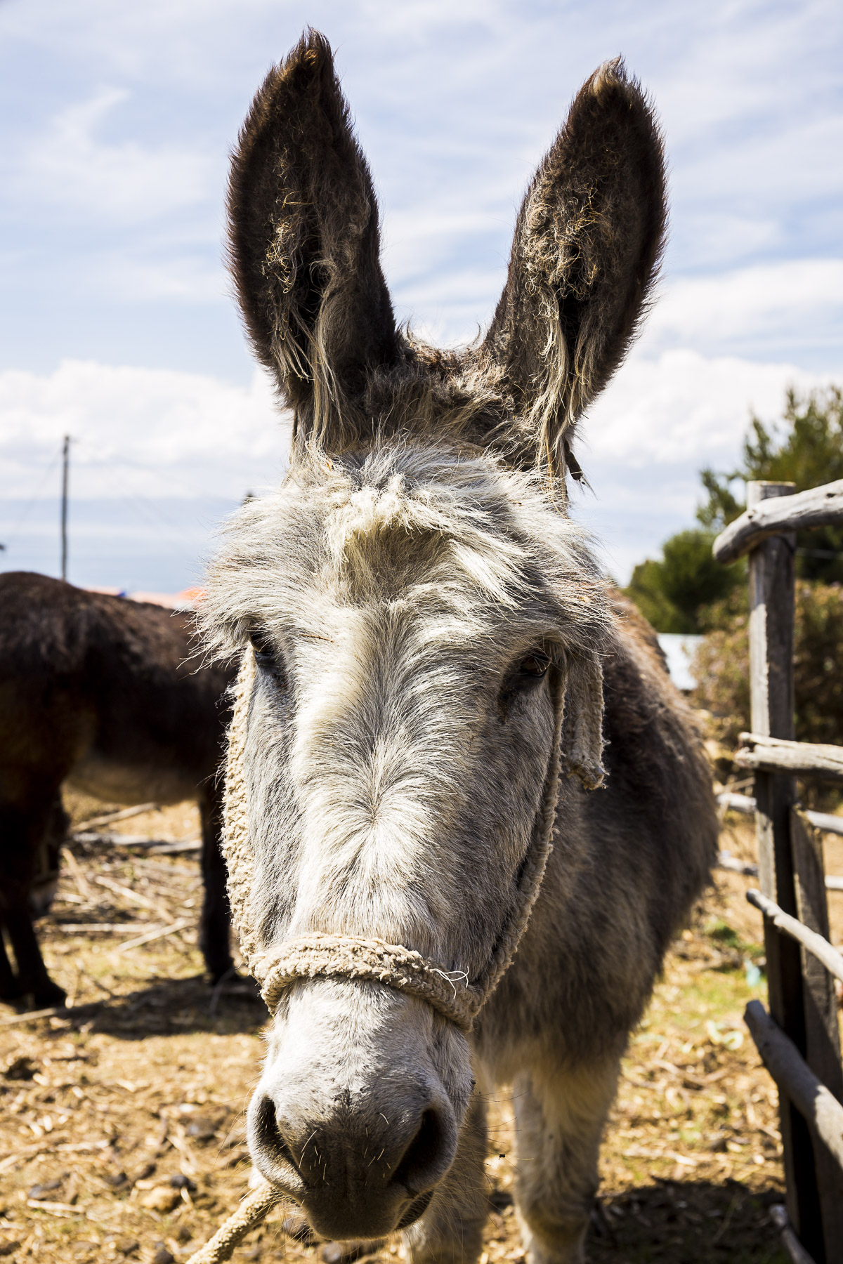 donkey titikaka lake