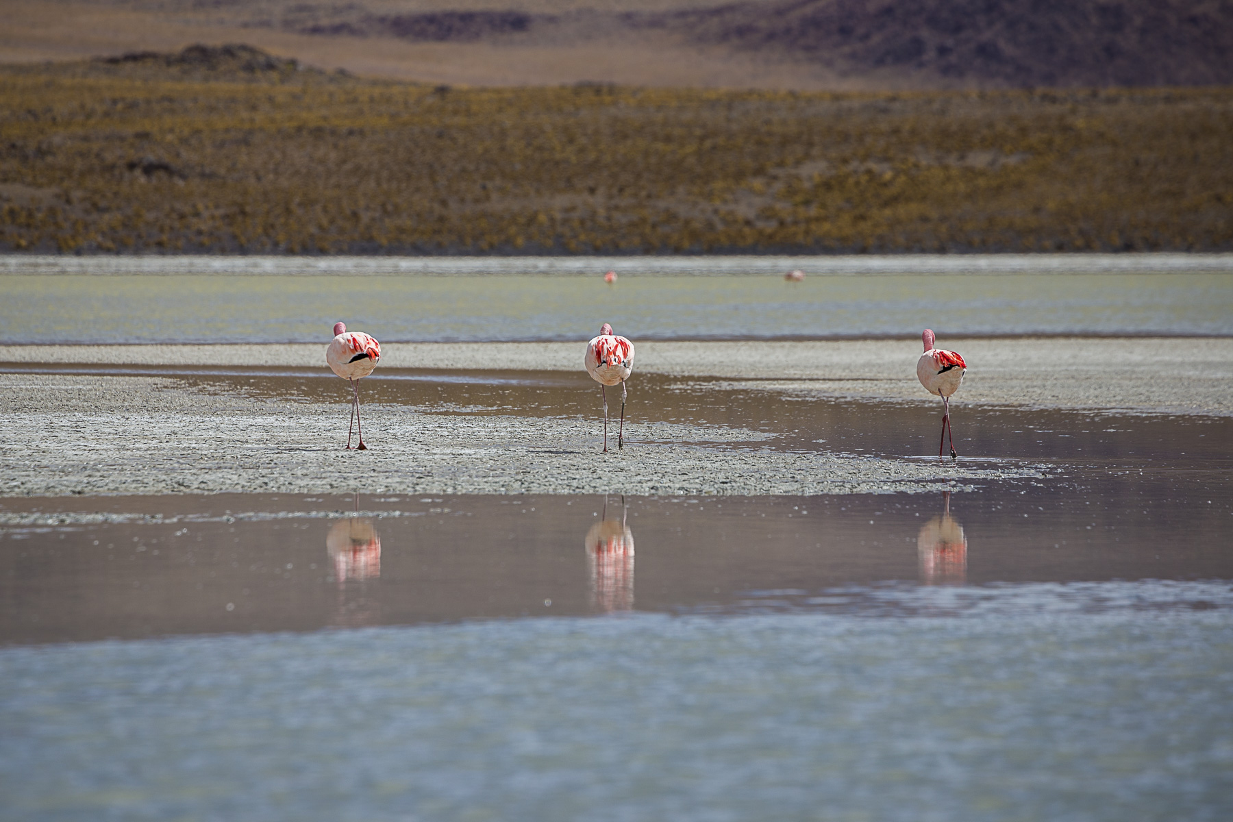 flamingoes Bolivia 