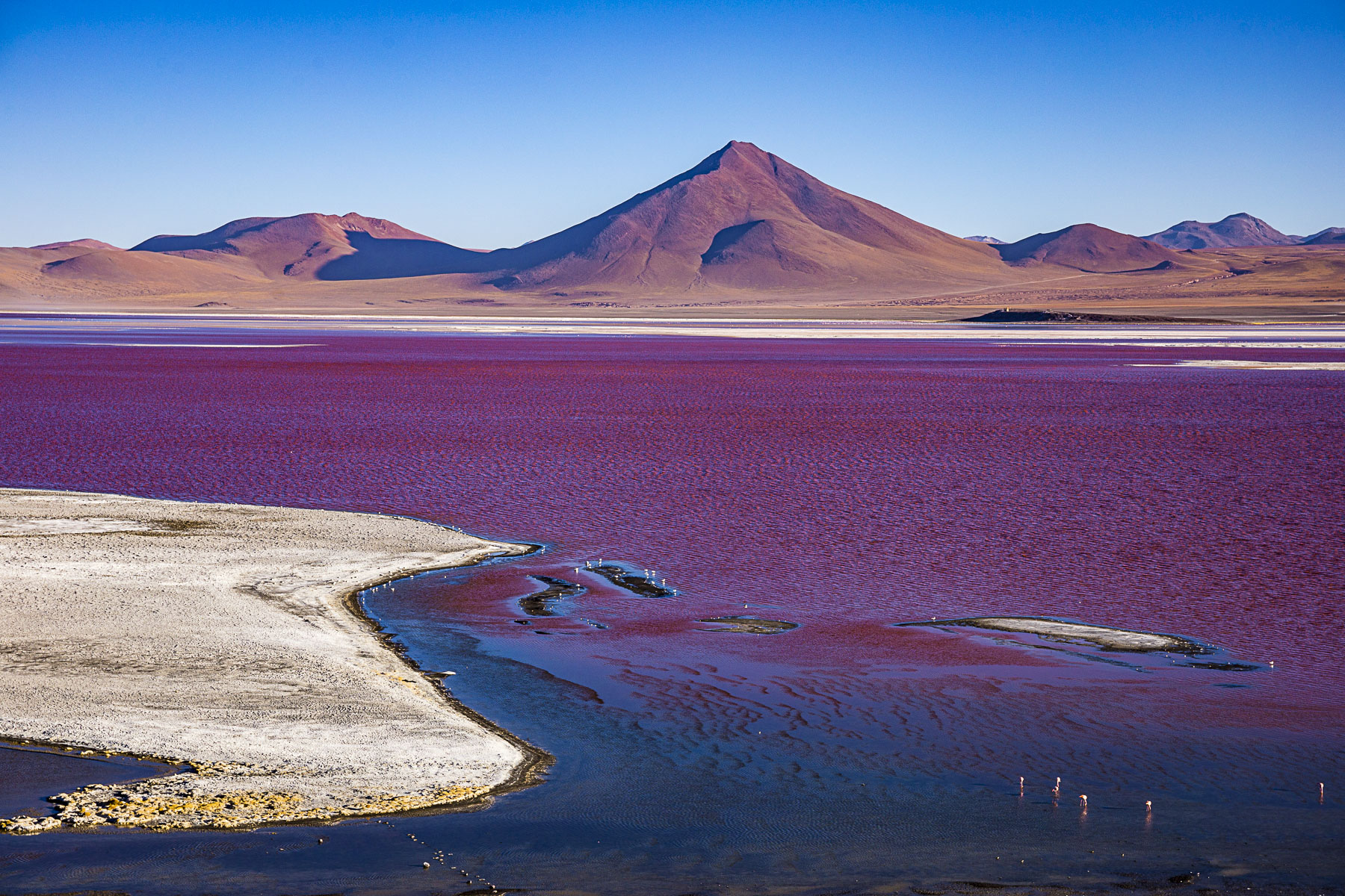 laguna colorada Bolivia